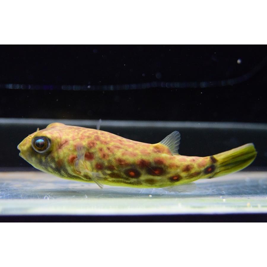 ［即日発送］ テトラオドン・パストゥレイタス　”ナイジェリア”　12cm 【BC3379681998】(123120円)