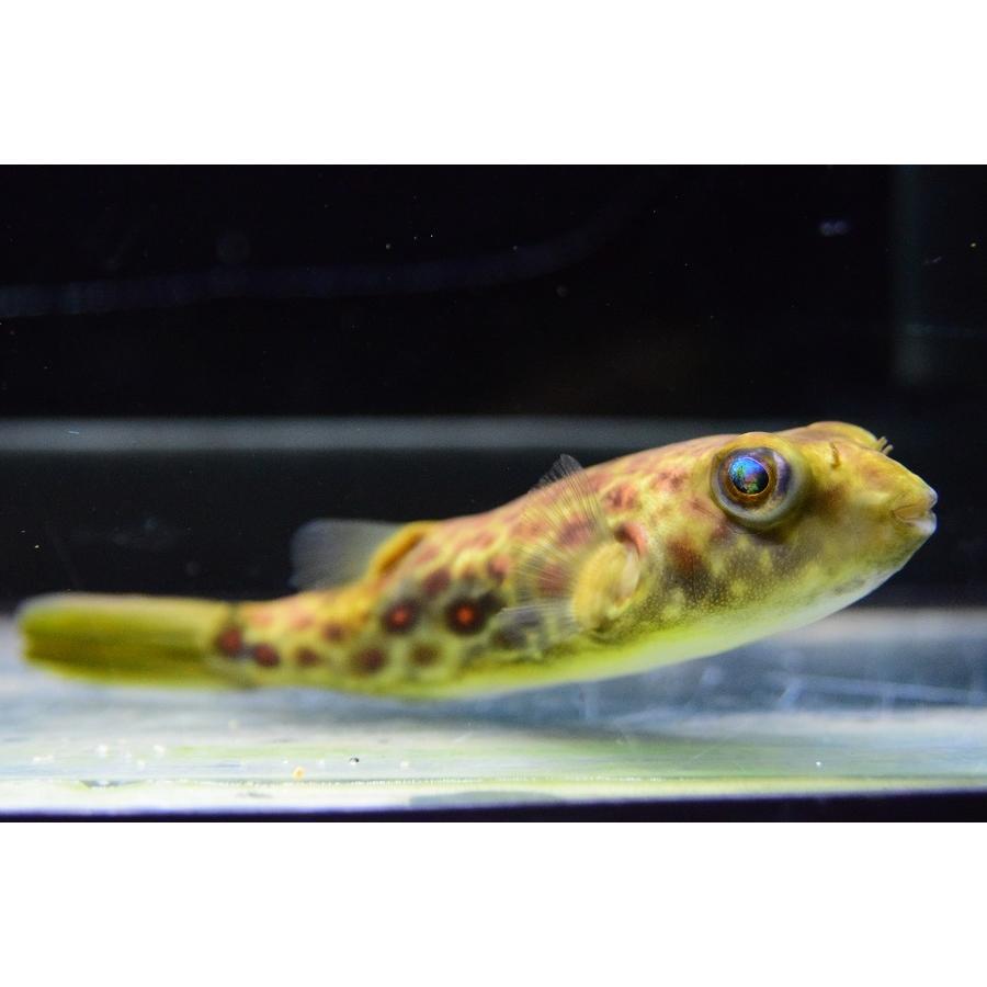 ［即日発送］ テトラオドン・パストゥレイタス　”ナイジェリア”　12cm 【BC3379681998】(123120円)