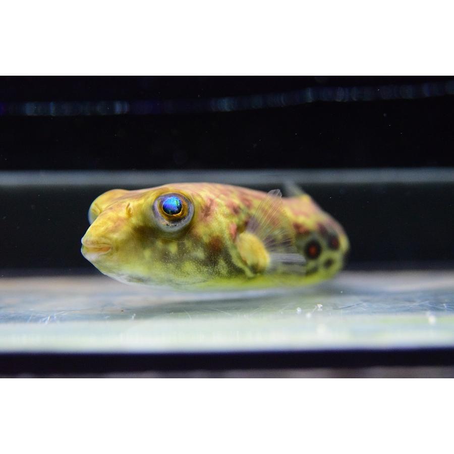 ［即日発送］ テトラオドン・パストゥレイタス　”ナイジェリア”　12cm 【BC3379681998】(123120円)