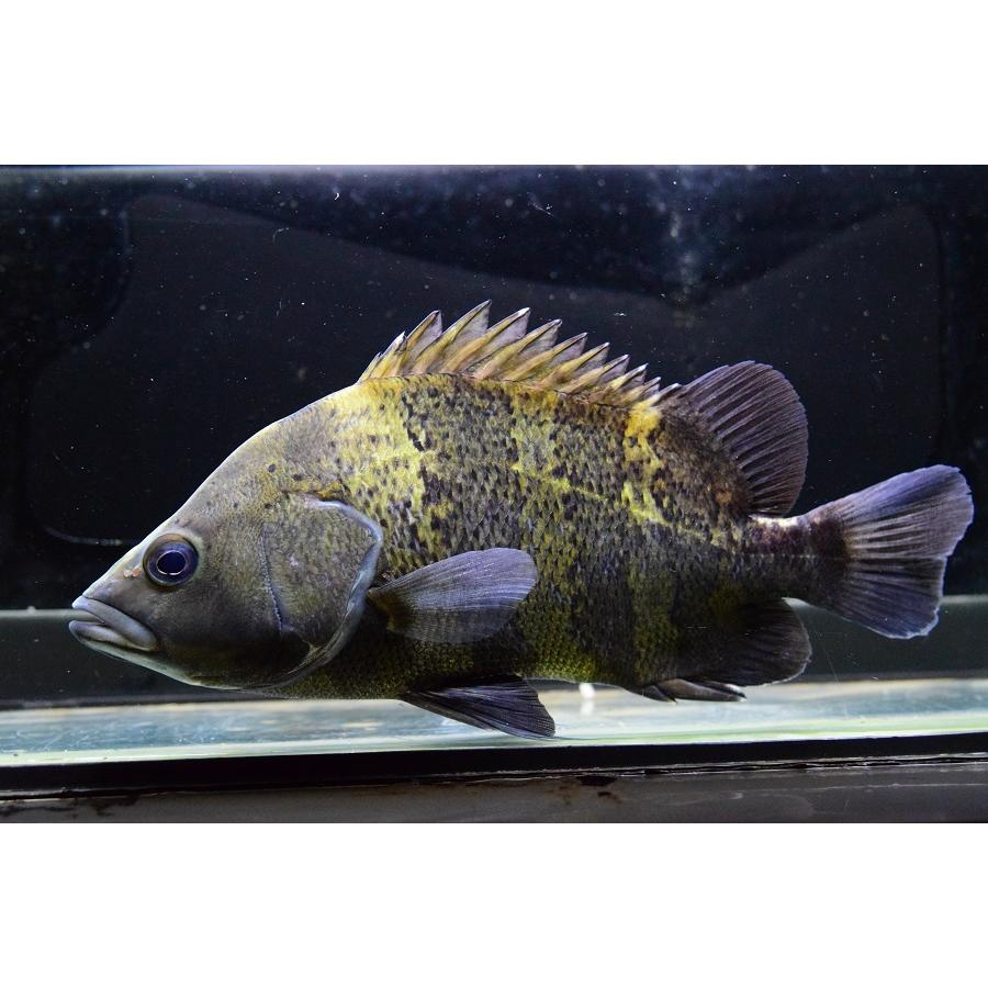 ニューギニアダトニオ 商談中