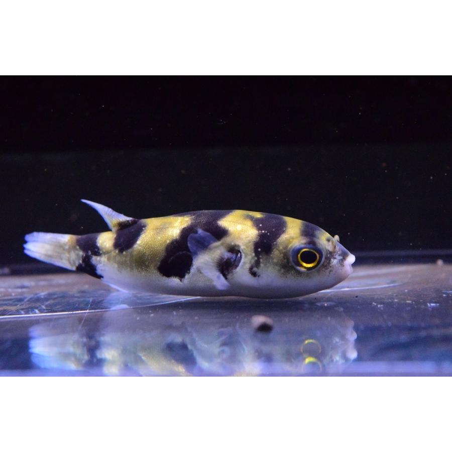 クラシック 観賞魚生体 人気の淡水フグ 南米淡水フグ ペルー 7cm Ism Com Ge