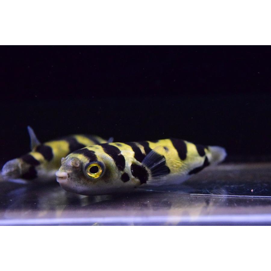 南米淡水フグ ペルー 7cm Other47 World Rivers Net 通販 Yahoo ショッピング