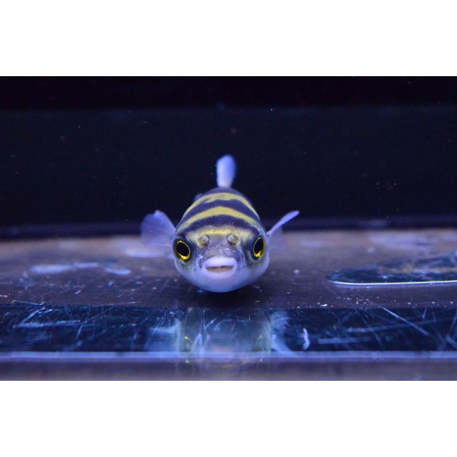 クラシック 観賞魚生体 人気の淡水フグ 南米淡水フグ ペルー 7cm Ism Com Ge