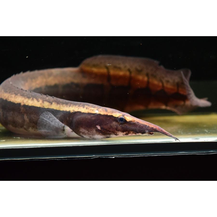 ボルネオジャイアントパイソンスパイニーイール 33 34cm ａ個体 Other53 World Rivers Net 通販 Yahoo ショッピング