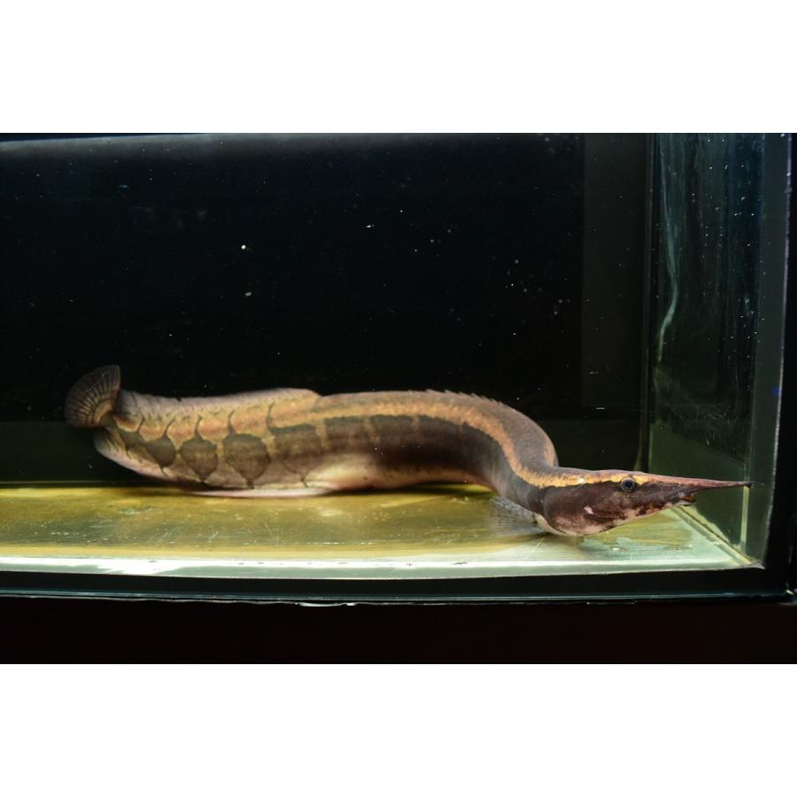 ボルネオジャイアントパイソンスパイニーイール 33 34cm ａ個体 Other53 World Rivers Net 通販 Yahoo ショッピング