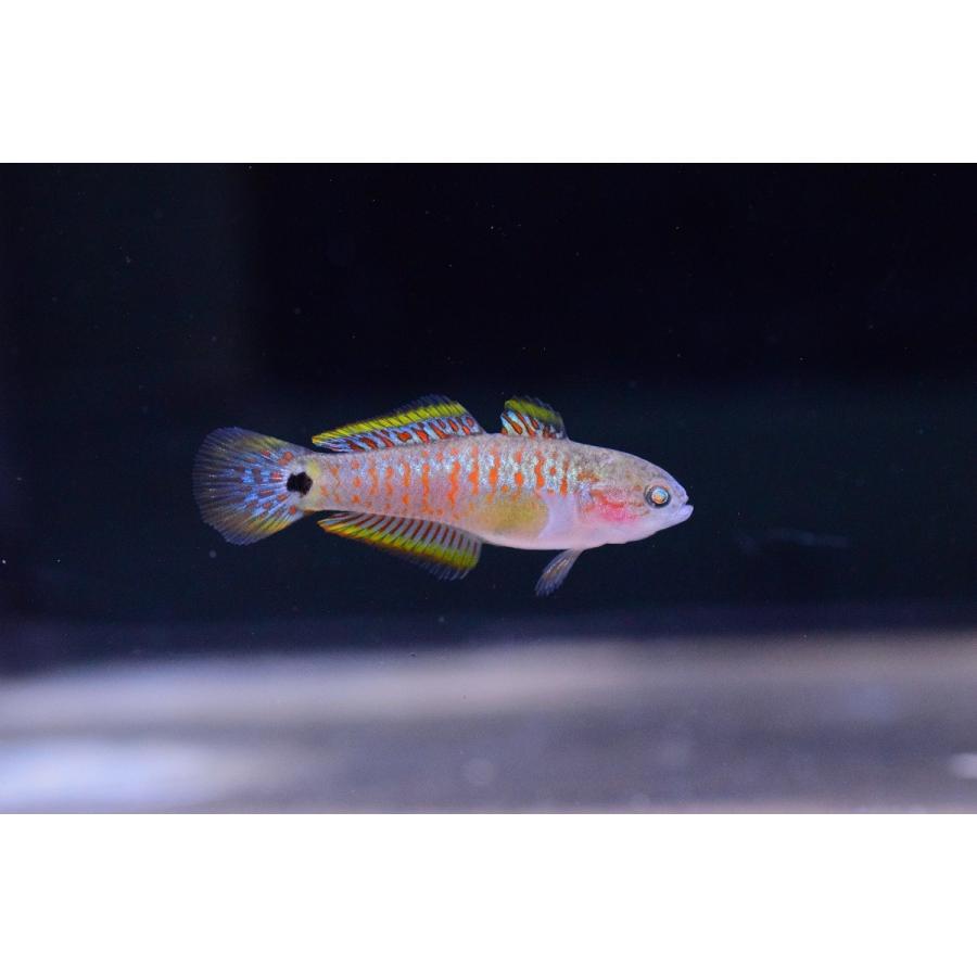 ピーコックガジョン 3cm程 Other71 World Rivers Net 通販 Yahoo ショッピング