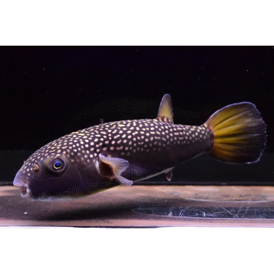 安心発送 淡水フグ ゴールデンスポットブラックパファー インド 21cm 観賞魚生体