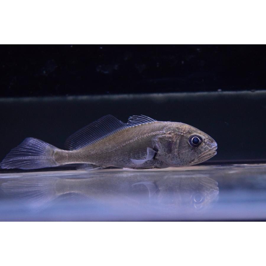 淡水イシモチ ペルー 7 8cm Other91 World Rivers Net 通販 Yahoo ショッピング