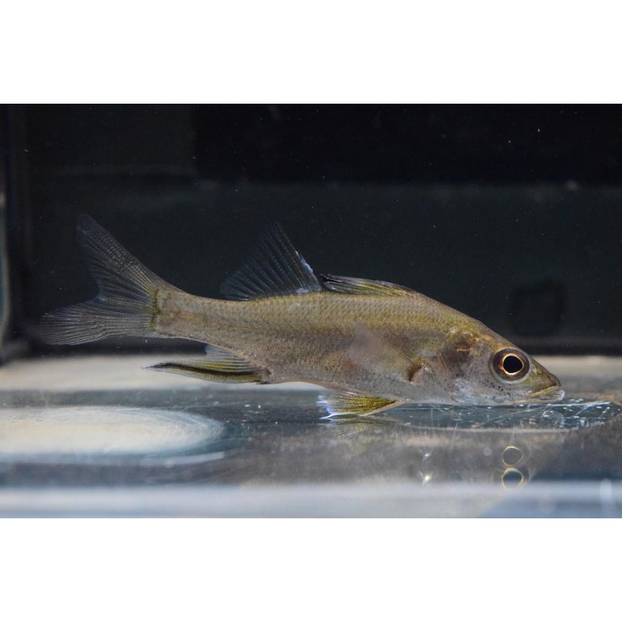 スパインソードスヌーク スリナム 7 8cm Other92 World Rivers Net 通販 Yahoo ショッピング