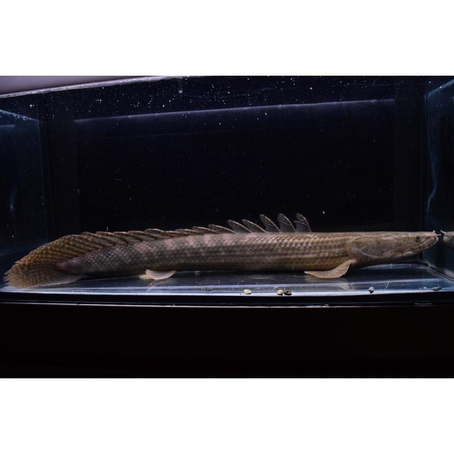 Po.ビキール・ラプラディ　”イェワリバー”　41-42cm