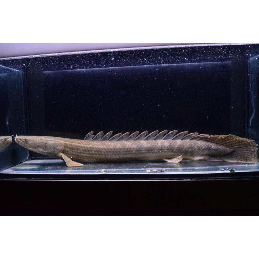 Po.ビキール・ラプラディ　”イェワリバー”　41-42cm 