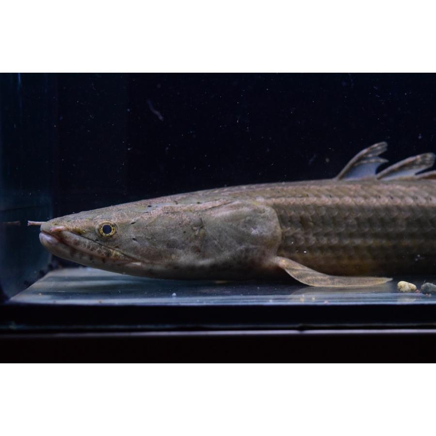 Po.ビキール・ラプラディ　”イェワリバー”　41-42cm 