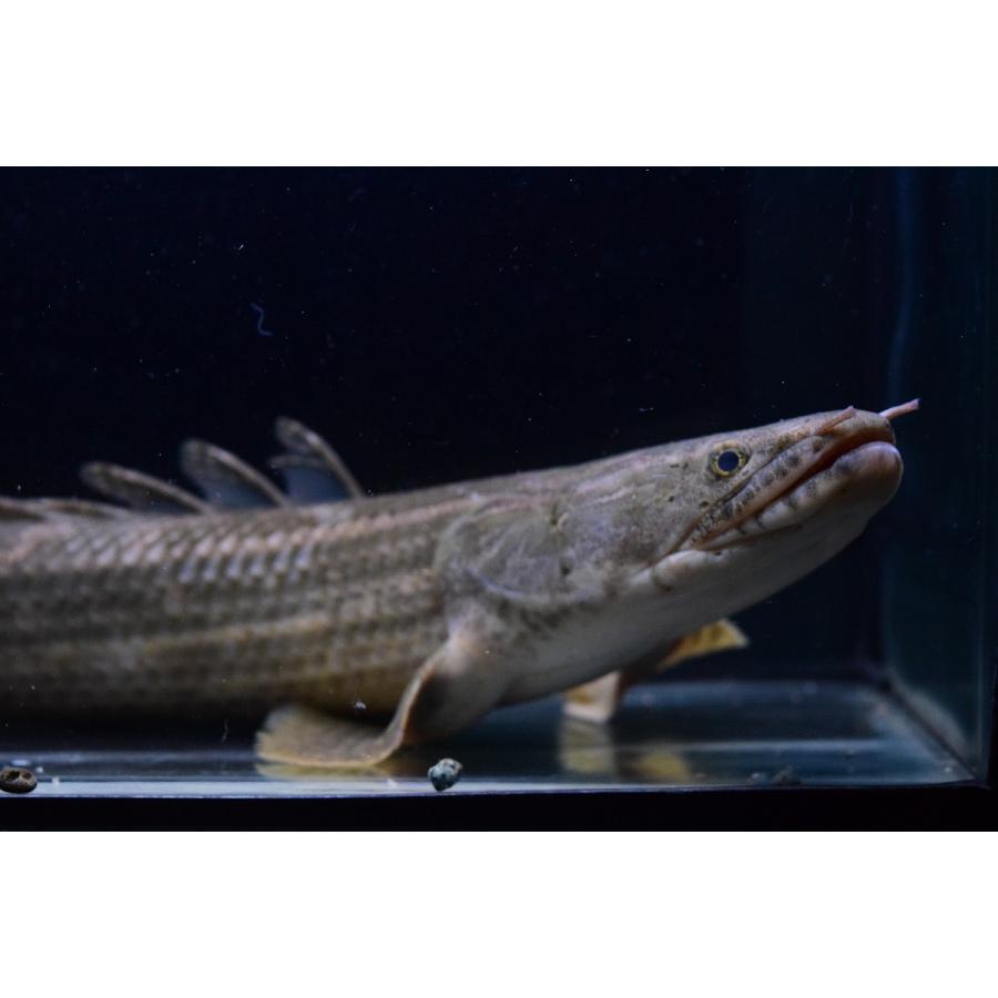 Po.ビキール・ラプラディ　”イェワリバー”　41-42cm 