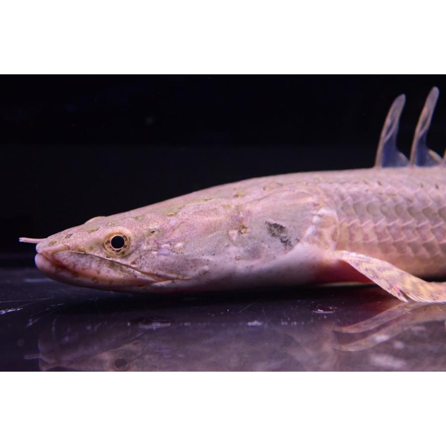 ポリプテルス・ビキール・ビキール　”カメルーン”　　30cm程 