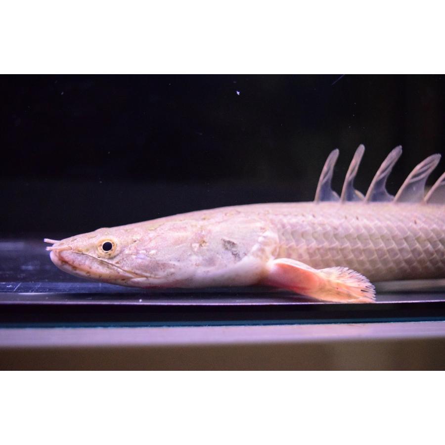 ポリプテルス・ビキール・ビキール　”カメルーン”　　30cm程 