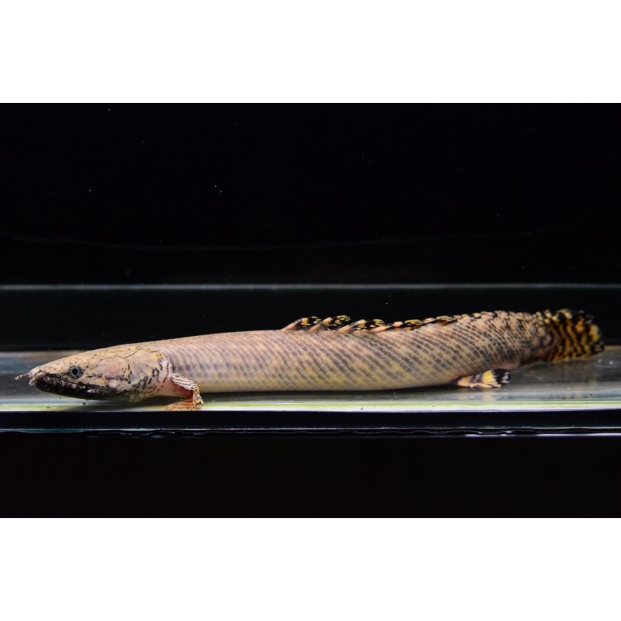 Po オルナティピンニス コンゴ 25cm No 3 Po228 World Rivers Net 通販 Yahoo ショッピング