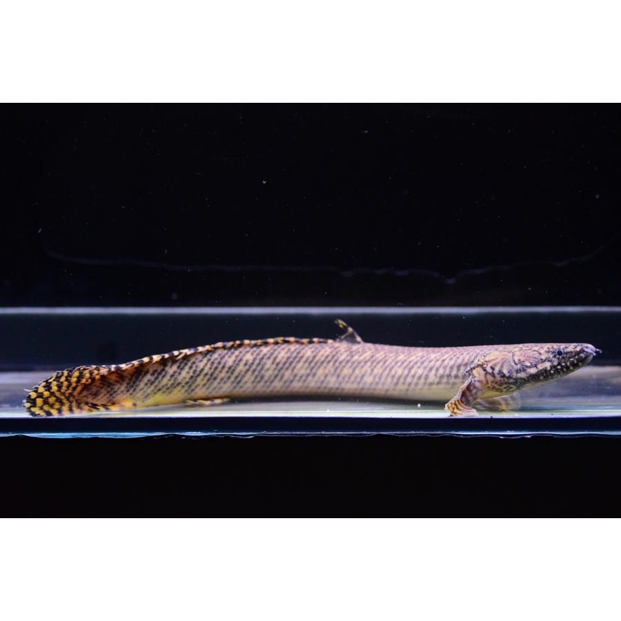 Po オルナティピンニス コンゴ 24cm Po267 World Rivers Net 通販 Yahoo ショッピング