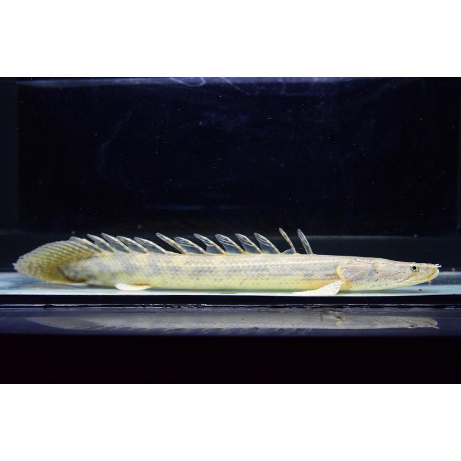 Po.ビキール・コリバ　”ギニア”　29cm　No.1