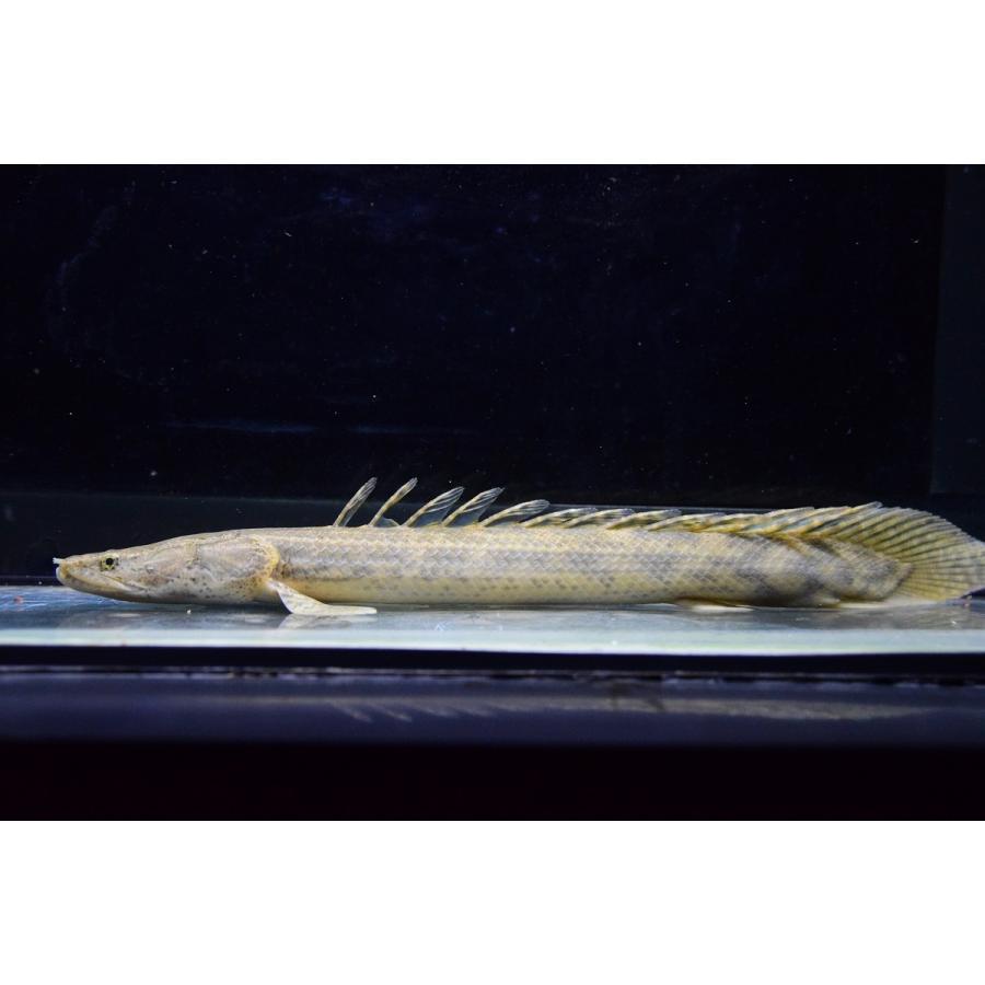 Po.ビキール・コリバ　”ギニア”　29cm　No.1 