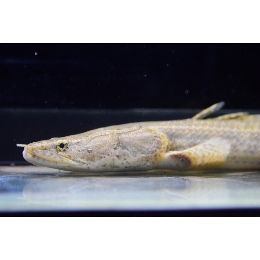 Po.ビキール・コリバ　”ギニア”　29cm　No.1 