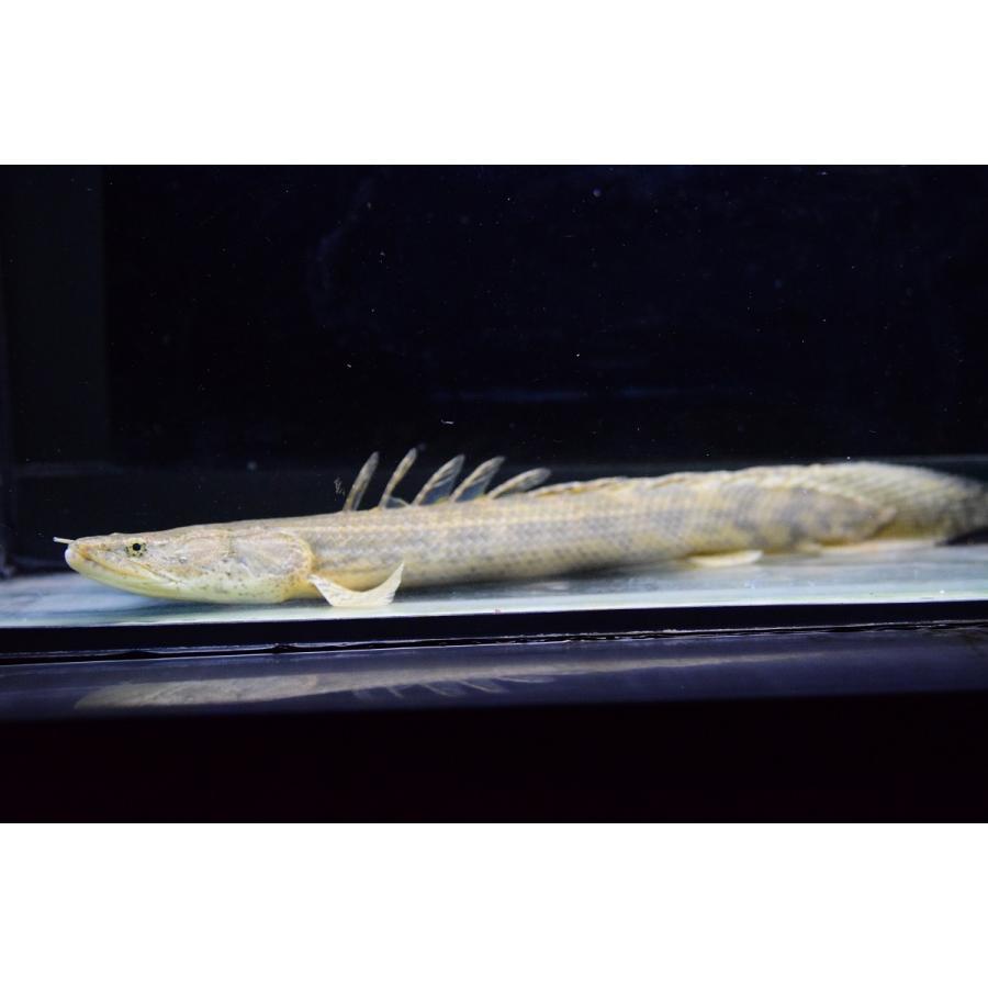 Po.ビキール・コリバ　”ギニア”　29cm　No.1 