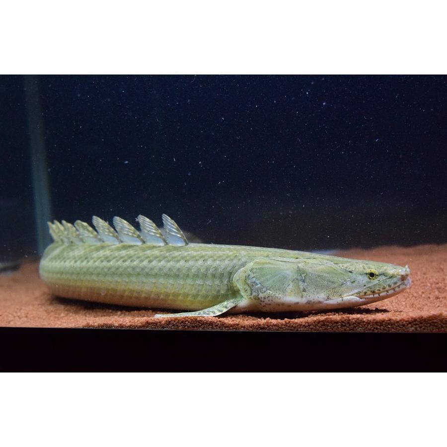 Po.ビキール・ビキール ”チャド” 64cm No.1の画像