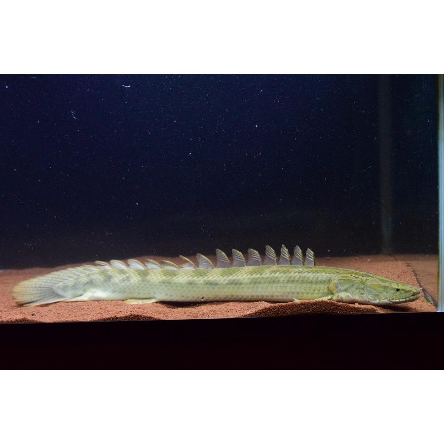 Po.ビキール・ビキール ”チャド” 64cm No.2 : WORLD RIVERS net - 通販 