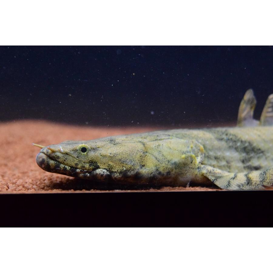 Po.エンドリケリー　”ギニア/ファラナ川”　43-44cm　No.3 