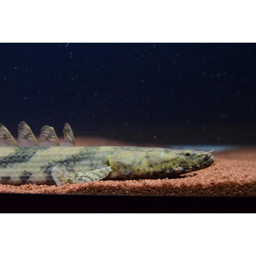 Po.エンドリケリー　”ギニア/ファラナ川”　43-44cm　No.3 