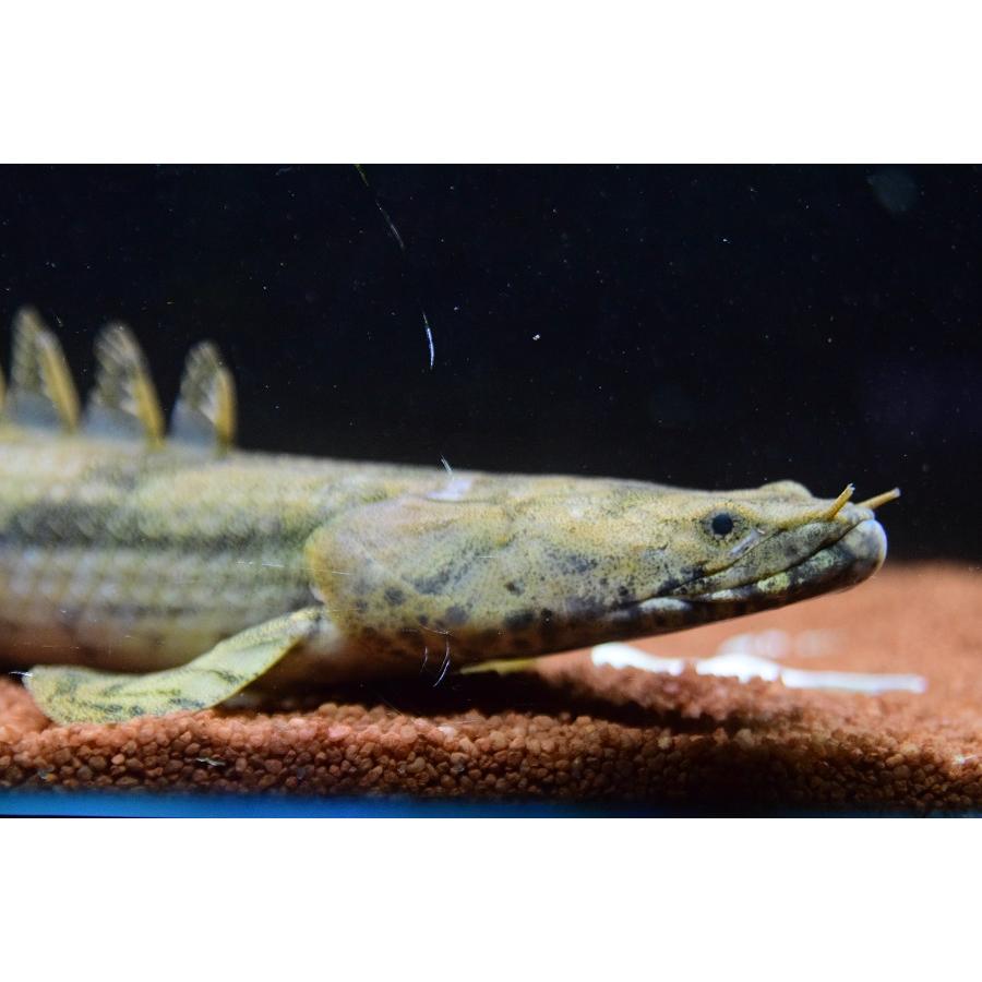 Po.エンドリケリー　”ギニア/ファラナ川”　42-43cm　No.1 