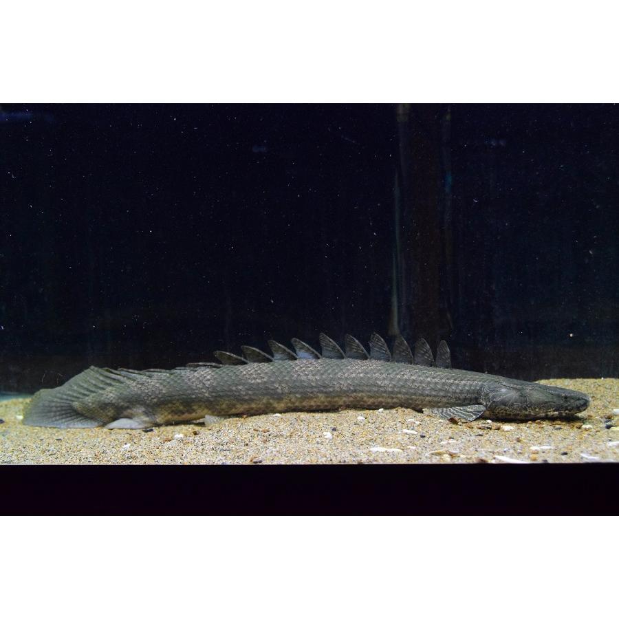ポリプテルス・ラプラディ ”ギニア/サンカラニ川” 56cmの画像