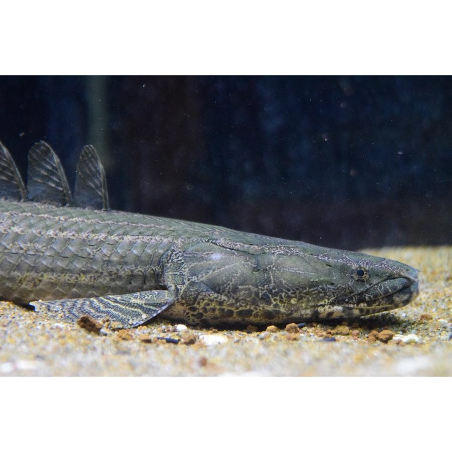 ポリプテルス ラプラディ ギニア産 Wild 約30cm
