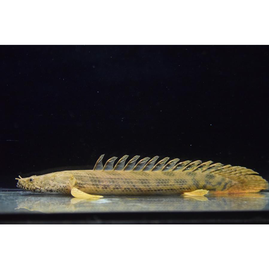 ギニア ワイルド アンソルギー