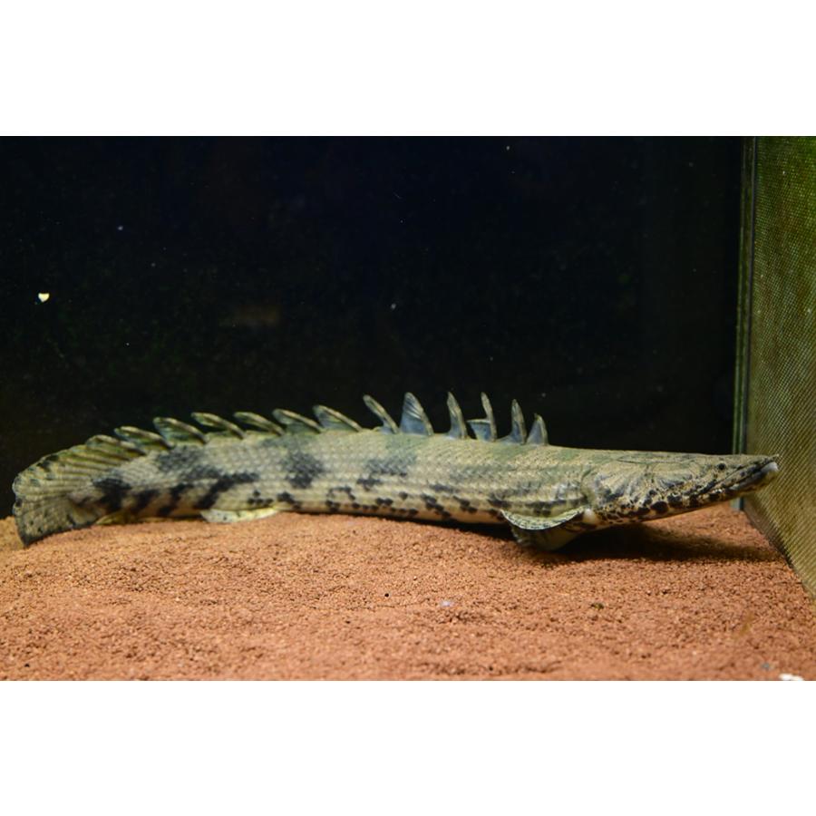 ポリプテルス・エンドリケリー ”ギニア/ファラナ川” 51-52cm : WORLD