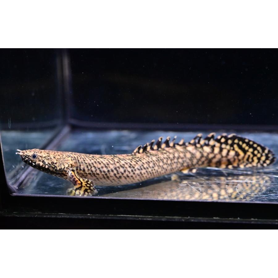 ① ポリプテルス オルナティピンニス 2匹セット