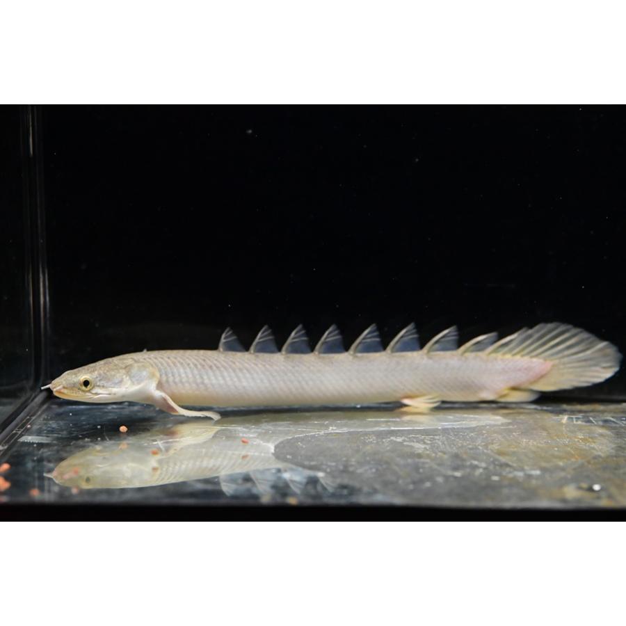 ポリプテルスセネガルス ポリプテルス・セネガルスの飼育ガイド｜人気の恐竜魚入門種！混泳・餌