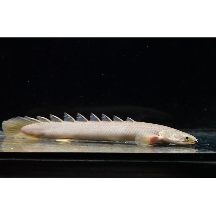 ポリプテルス・セネガルス ”ケニア/トゥルカナ湖” 18-20cm程の画像