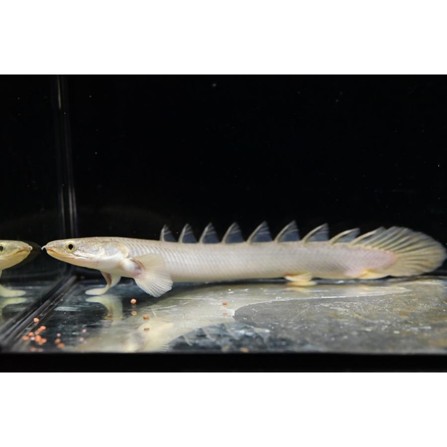 ポリプテルス・セネガルス ”ケニア/トゥルカナ湖” 18-20cm程の画像