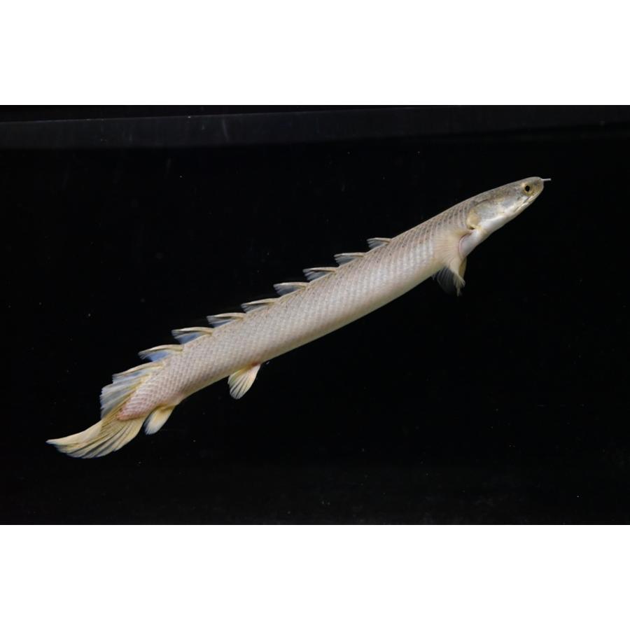 ポリプテルスセネガルス ポリプテルス セネガルス(7cm±)ブリード - m8堂