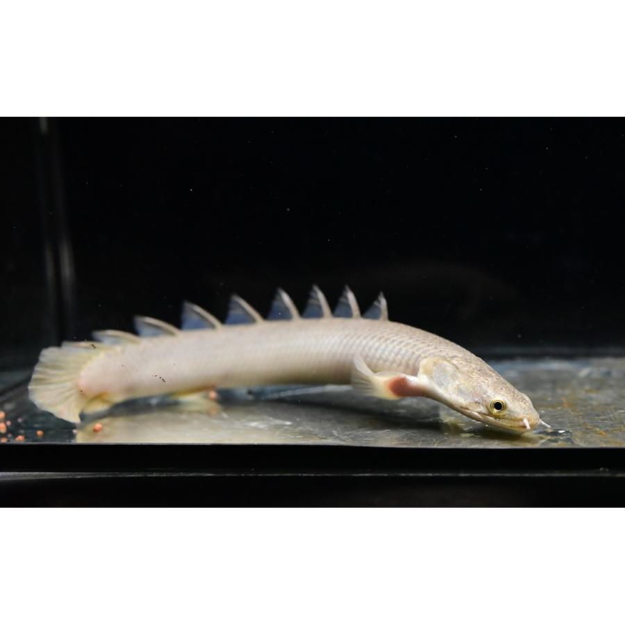 ポリプテルス・セネガルス ”ケニア/トゥルカナ湖” 18-20cm程の画像