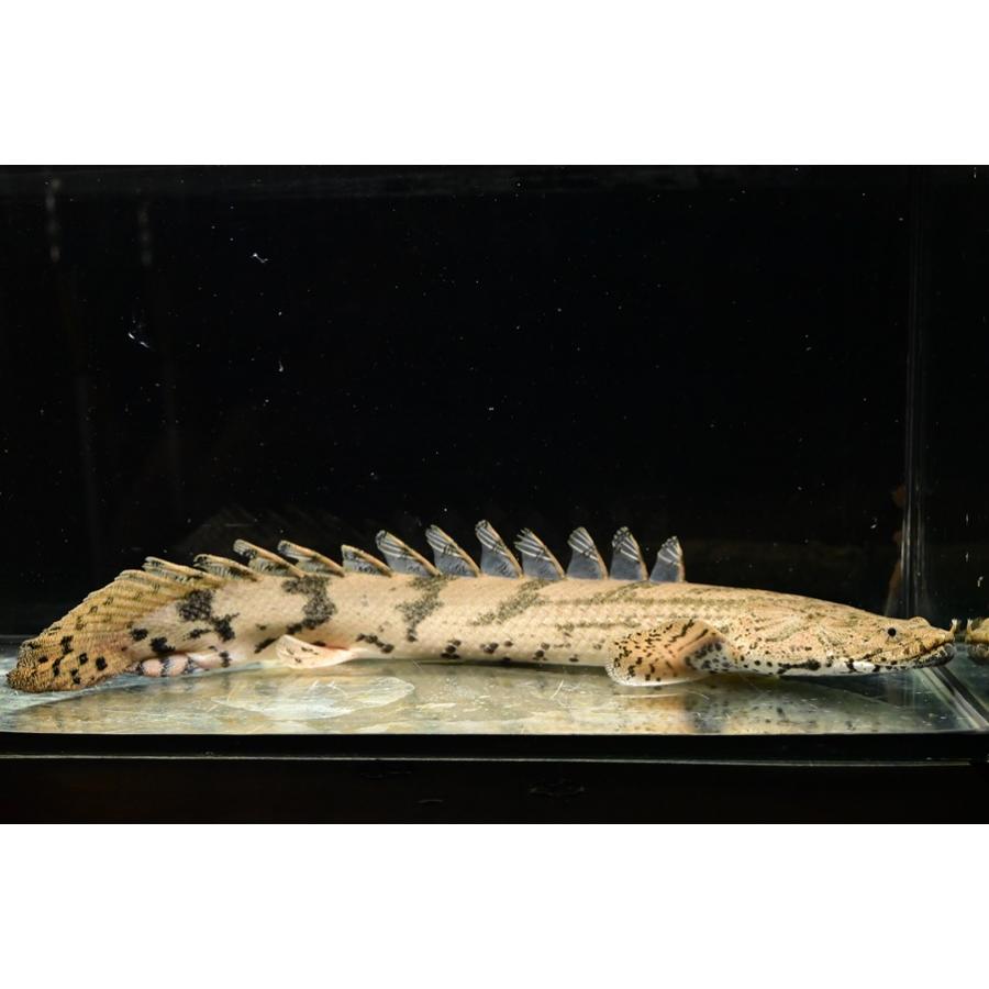 [取引中]ポリプテルスエンドリケリー　3匹 ポリプテルス・エンドリケリー ”ギニア/ダボラ” No.1 32-33cm : WORLD