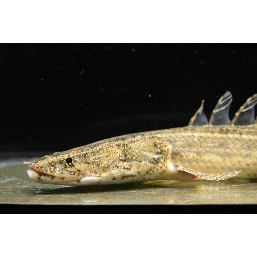 ポリプテルス・ビキール・コリバ ”ギニア” 28cm : WORLD RIVERS net 