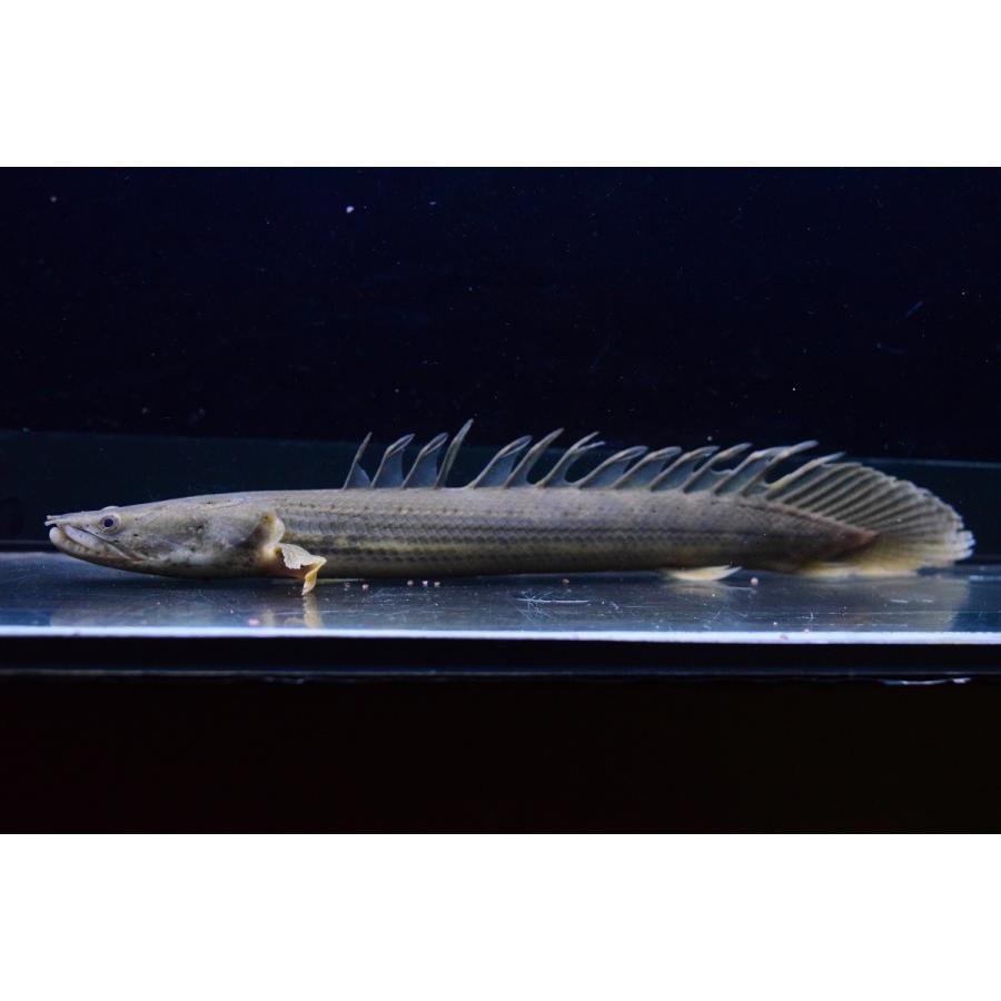 Po ビキール ラプラディ ナイジェリア イェワリバー 21 22cm B個体 Po69 World Rivers Net 通販 Yahoo ショッピング