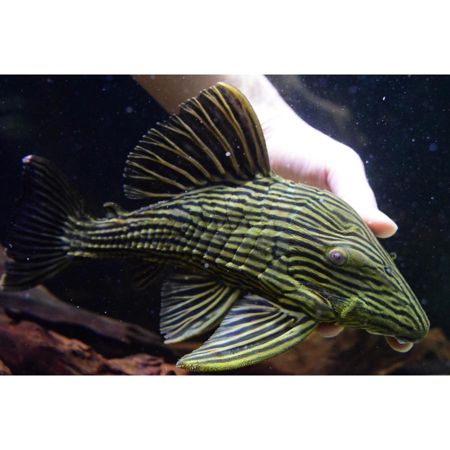 ゴールデンロイヤルプレコ アラグアイア Rivers 27cm Sacat1003 熱帯魚 アクアリウム用品 World アラグアイア Rivers Net