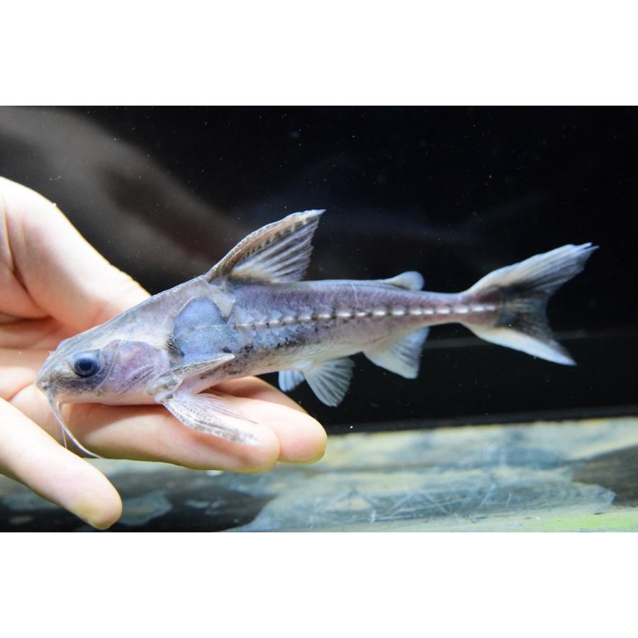 バクーペドラ　”トカンチンス”　15cm