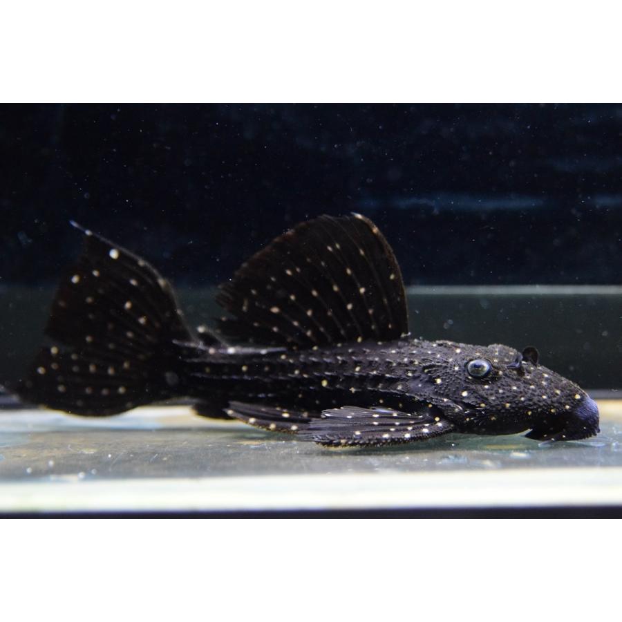 売約済 キングオブギャラクシートリム クルアウナ 14 15cm Sacat1014 World Rivers Net 通販 Yahoo ショッピング