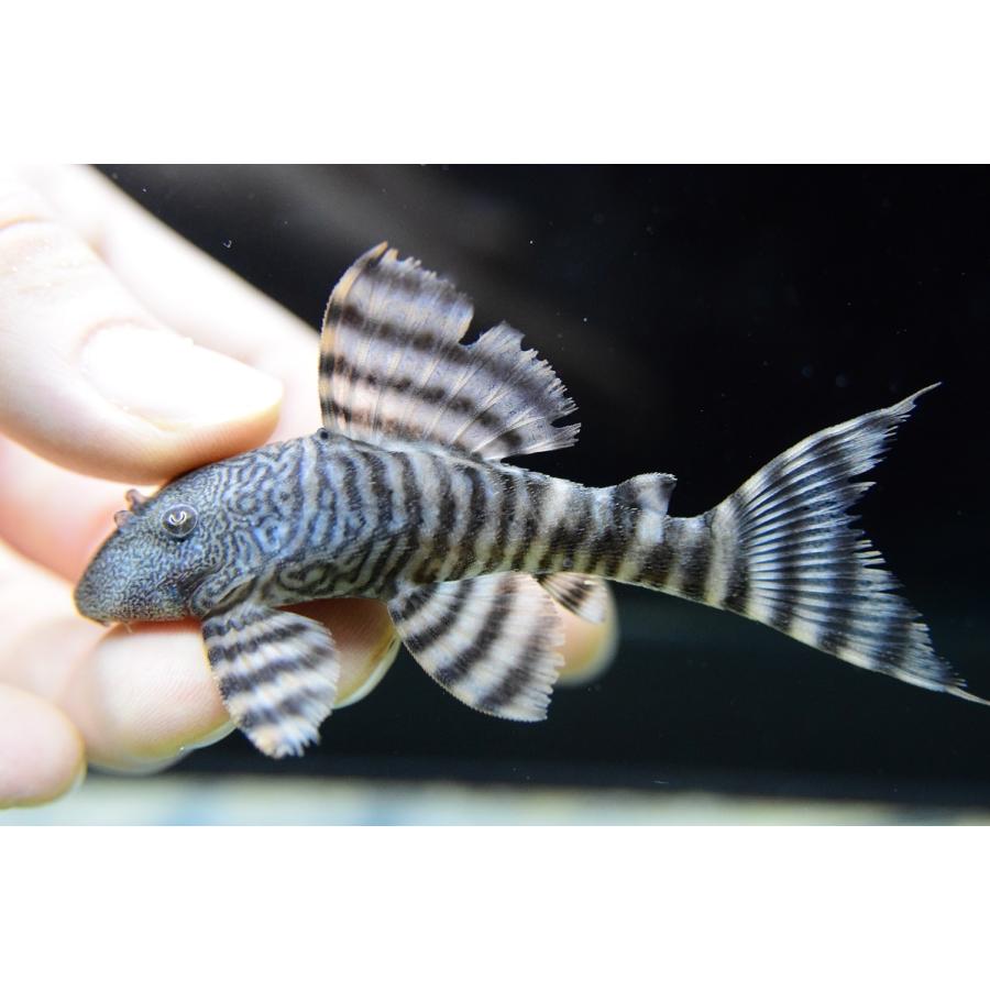 ホワイトタイガープレコ ペルー 7 8cm Sacat1025 World Rivers Net 通販 Yahoo ショッピング