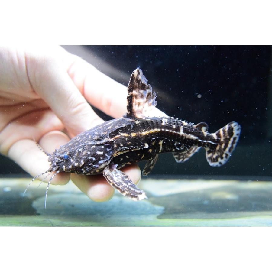 ニューヨシドラス　”Ig.カスターニョ”　11-12cm