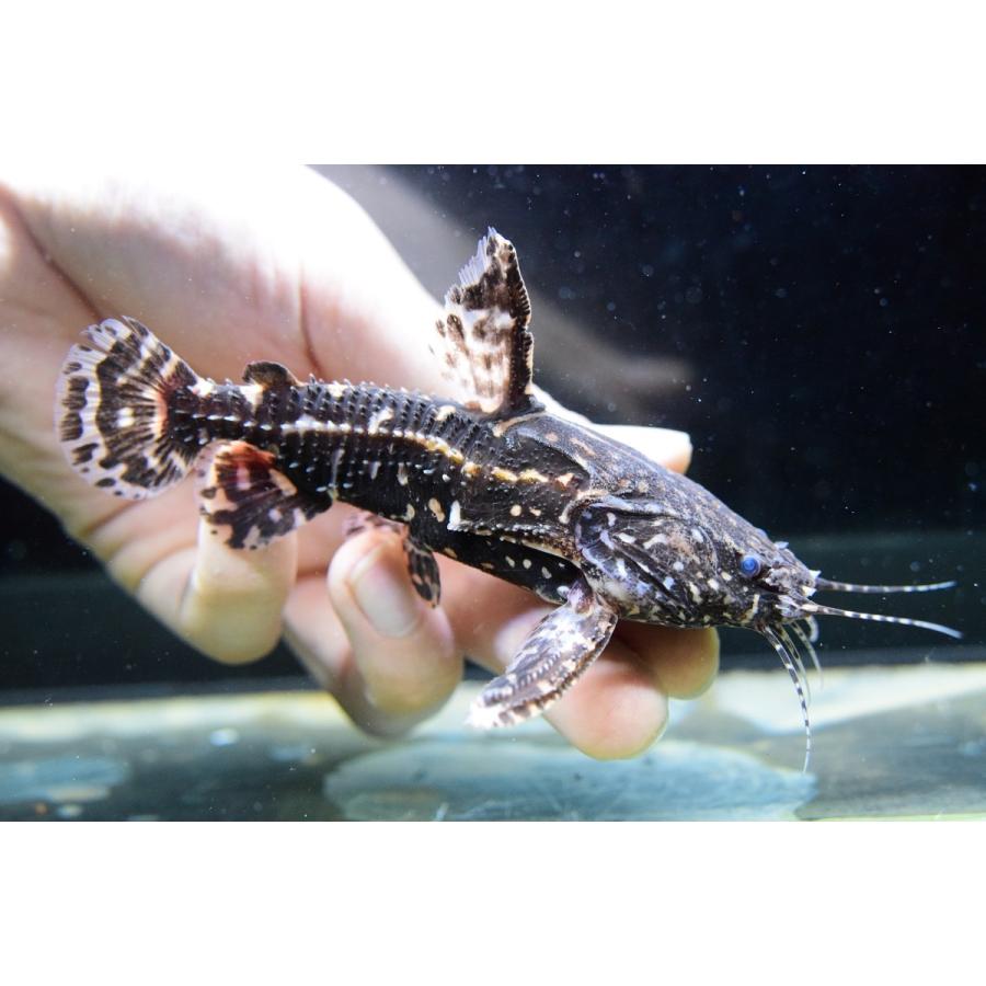 期間セール ！ ニューヨシドラス　”Ig.カスターニョ”　11-12cm 【2334003166】(14900円)