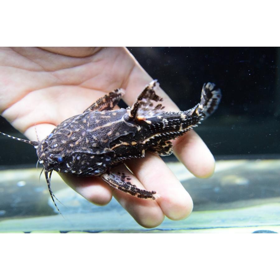 期間セール ！ ニューヨシドラス　”Ig.カスターニョ”　11-12cm 【2334003166】(14900円)